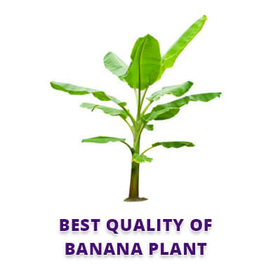 banana plant Manufacturers