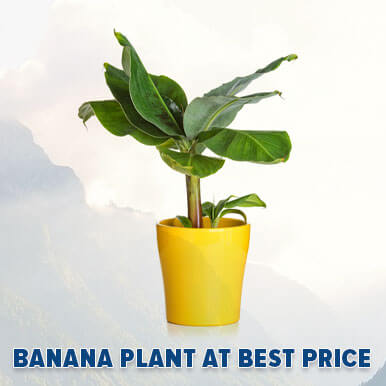 Wholesale banana plant Suppliers