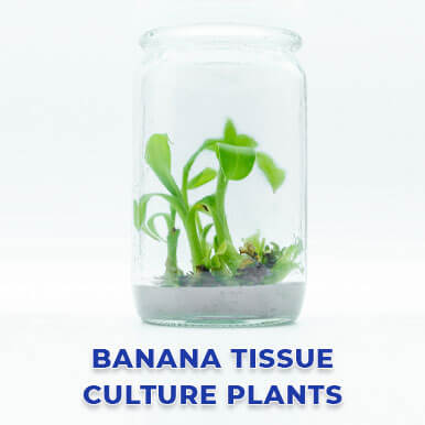 banana tissue culture plants Manufacturers