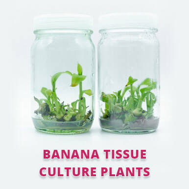 Wholesale banana tissue culture plants Suppliers