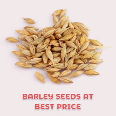 barley seeds Manufacturers