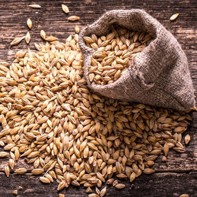 Wholesale barley seeds Suppliers