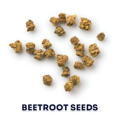 Wholesale beetroot seeds Suppliers