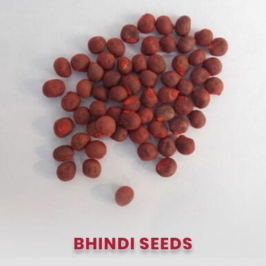 Wholesale bhindi seeds Suppliers