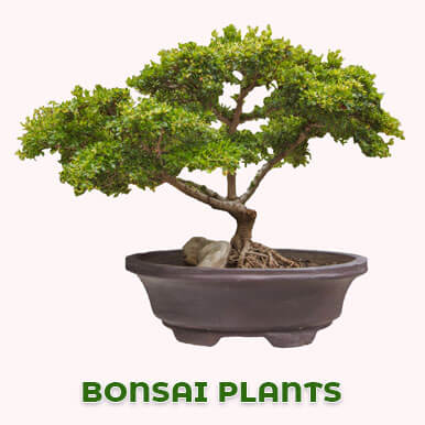 bonsai plants Manufacturers