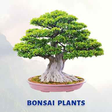 Wholesale bonsai plants Suppliers