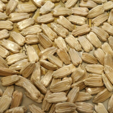 Wholesale bottle gourd seeds Suppliers
