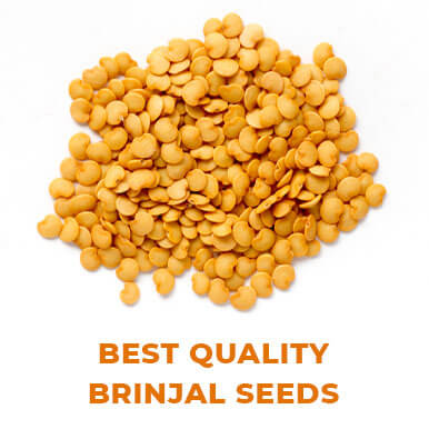 Wholesale brinjal seeds Suppliers