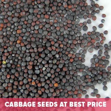 cabbage seeds Manufacturers