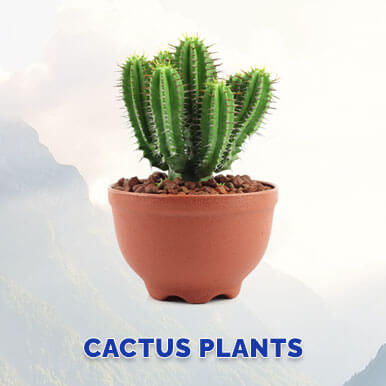 Wholesale cactus plants Suppliers