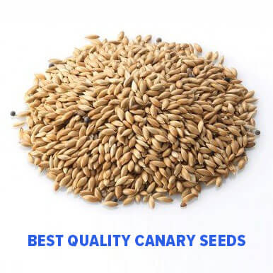 Wholesale canary seeds Suppliers
