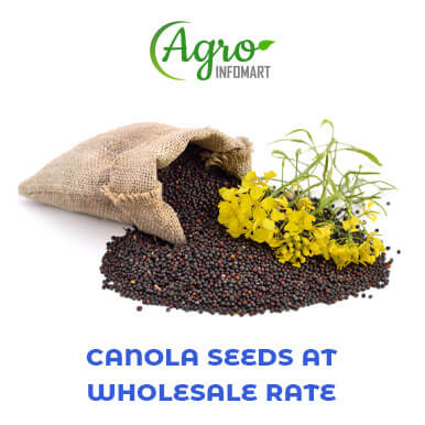 canola seeds Manufacturers