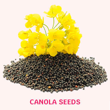 Wholesale canola seeds Suppliers