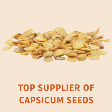 capsicum seeds Manufacturers