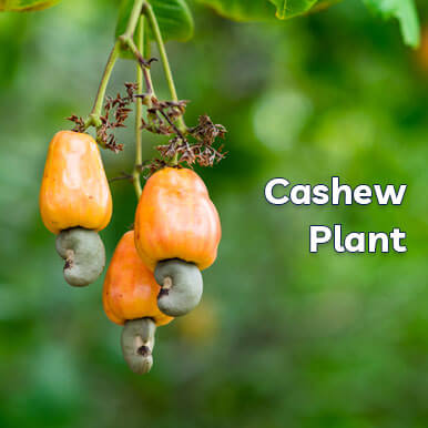 cashew plant Manufacturers