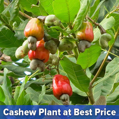 Wholesale cashew plant Suppliers