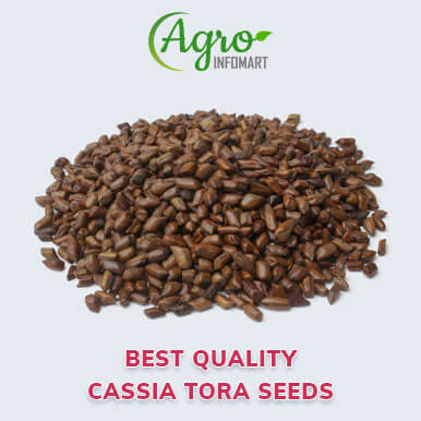 Wholesale cassia tora seeds Suppliers