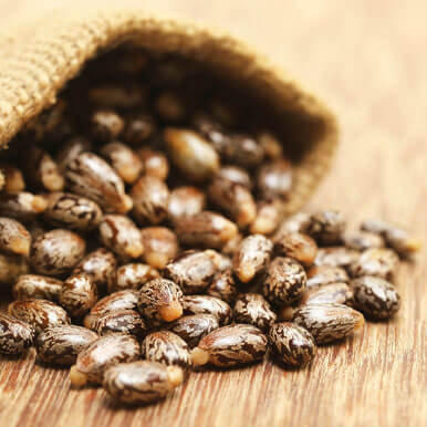 Wholesale castor seed Suppliers