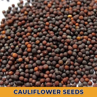 cauliflower seeds Manufacturers