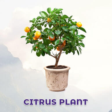 citrus plant Manufacturers