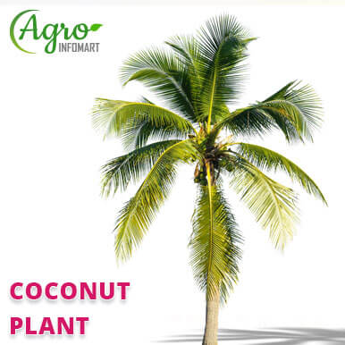 coconut plant Manufacturers