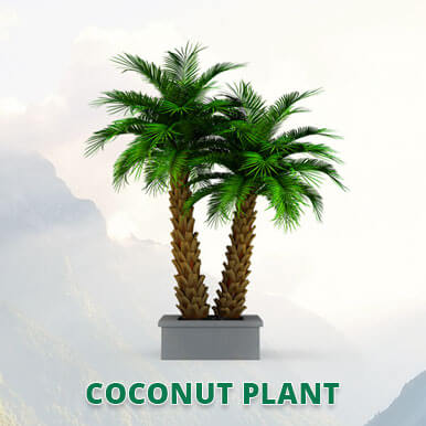 Wholesale coconut plant Suppliers