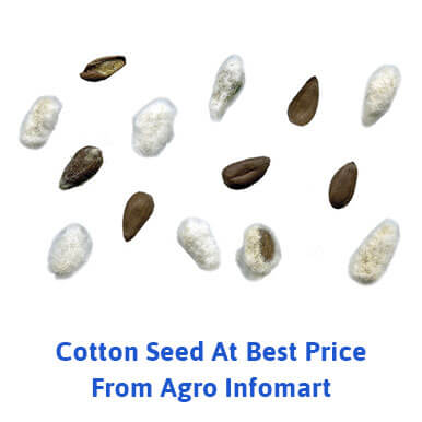 cotton seed Manufacturers