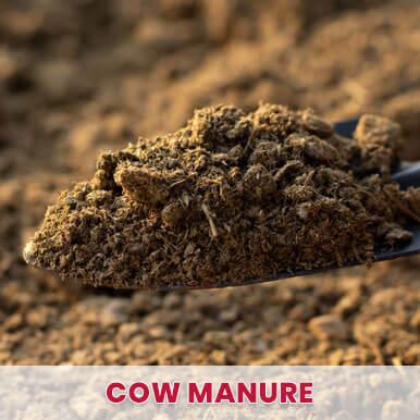 cow manure Manufacturers