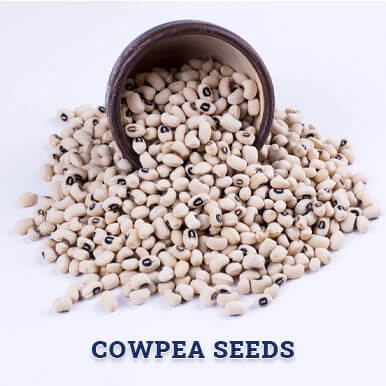 cowpea seeds Manufacturers