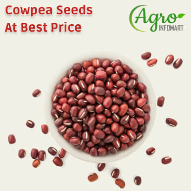 Wholesale cowpea seeds Suppliers