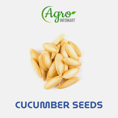 Wholesale cucumber seeds Suppliers