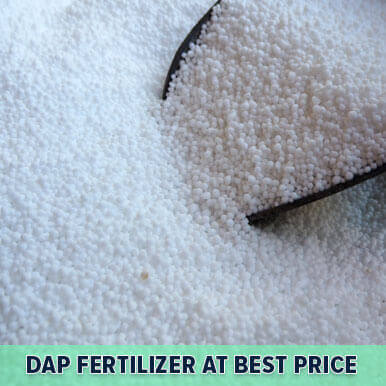 dap fertilizer  Manufacturers