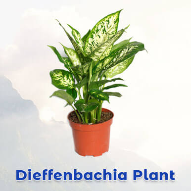 Wholesale dieffenbachia plant Suppliers