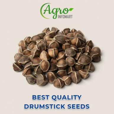 Wholesale drumstick seeds Suppliers