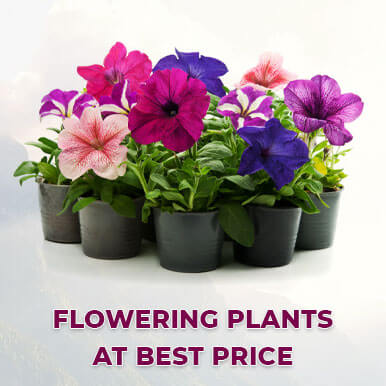 flowering plants Manufacturers