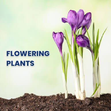Wholesale flowering plants Suppliers