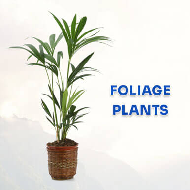 foliage plants Manufacturers