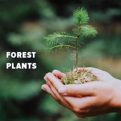 forest plants Manufacturers