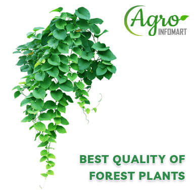 Wholesale forest plants Suppliers