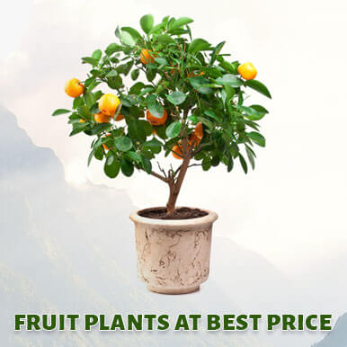 Wholesale fruit plants Suppliers