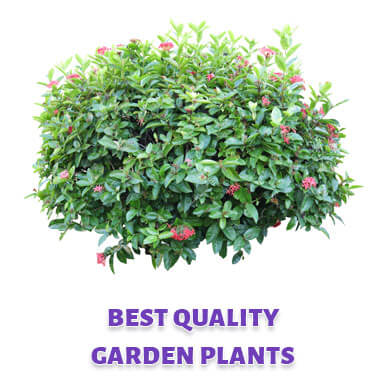Wholesale garden plants Suppliers