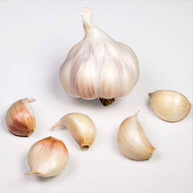 garlic seeds Manufacturers