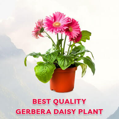 gerbera daisy plant Manufacturers