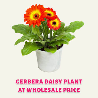 Wholesale gerbera daisy plant Suppliers