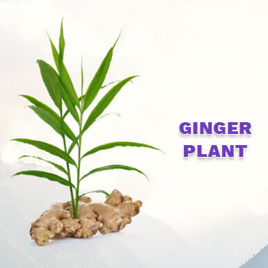 ginger plant Manufacturers