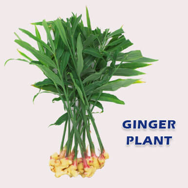Wholesale ginger plant Suppliers
