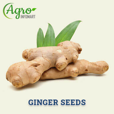 ginger seeds Manufacturers