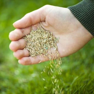 grass seeds Manufacturers