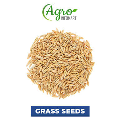 Wholesale grass seeds Suppliers