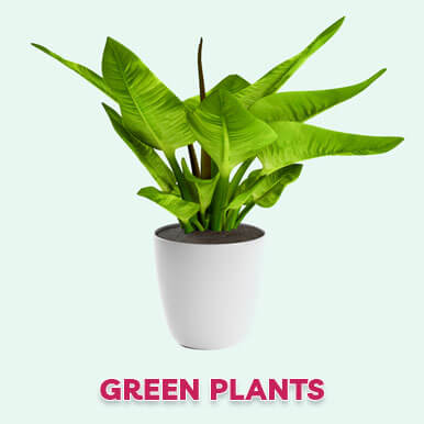 Wholesale green plants Suppliers